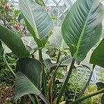 Anthurium veitchiiLeaf