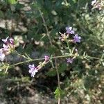 Plumbago europaea 花