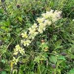 Solidago bicolor Flower