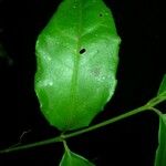 Crossopetalum enervium Leaf