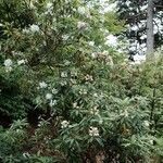 Rhododendron annae Habitat