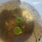 Hydrocharis laevigata Blatt