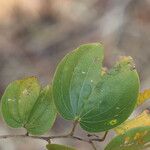 Piliostigma thonningii Φύλλο