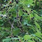 Prunus serotina Hedelmä