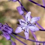 Nectaroscilla hyacinthoides Blomma