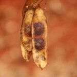 Pericopsis elata Frutto