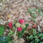 Trophis racemosa Fruto