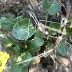Barbarea rupicola Hoja