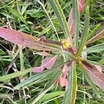 Ludwigia alternifolia Leaf