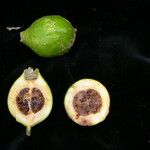 Tamilnadia uliginosa Fruto