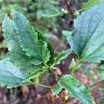 Scrophularia trifoliata Likasa