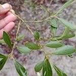 Ilex glabra Ліст