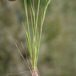 Festuca microstachys ᱡᱚ