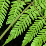 Hypolepis tenuifolia Leaf