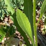 Erigeron annuus Blatt