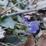 Viola suavis Kwiat