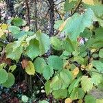 Sorbus mougeotii Leaf