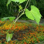 Vitis vulpina 叶