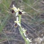 Ophrys arachnitiformis മറ്റ്