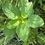 Acalypha setosa ഇല