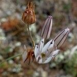 Allium moschatum Virág