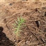 Acacia verticillata 花