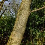 Ostrya carpinifolia 树皮