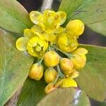 Berberis amurensis Blüte