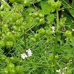 Coriandrum sativum Φρούτο