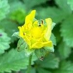 Potentilla reptans 花