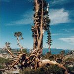 Juniperus occidentalis Habit