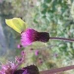 Cirsium heterophyllumFlor