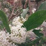 Acokanthera oppositifolia Máis