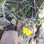 Helianthemum marifolium Blad