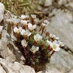 Saxifraga burseriana Virág