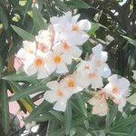 Nerium oleander Flor