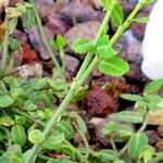 Euonymus fortunei ശീലം