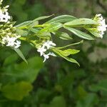 Declieuxia fruticosa Flower