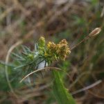 Galium verumFlor