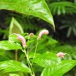 Centropogon cornutus Flower