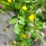 Nasturtium microphyllum Frunză