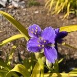 Tradescantia virginianaLorea