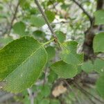 Prunus mahaleb Leaf