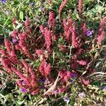 Rumex bucephalophorus Leaf