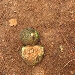 Parinari excelsa Fruto