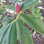 Costus spiralis Blatt