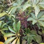 Schefflera digitata Fruto