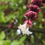 Leycesteria formosa Fula