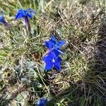 Gentiana sierraeFlor