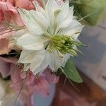 Nigella sativa Fiore